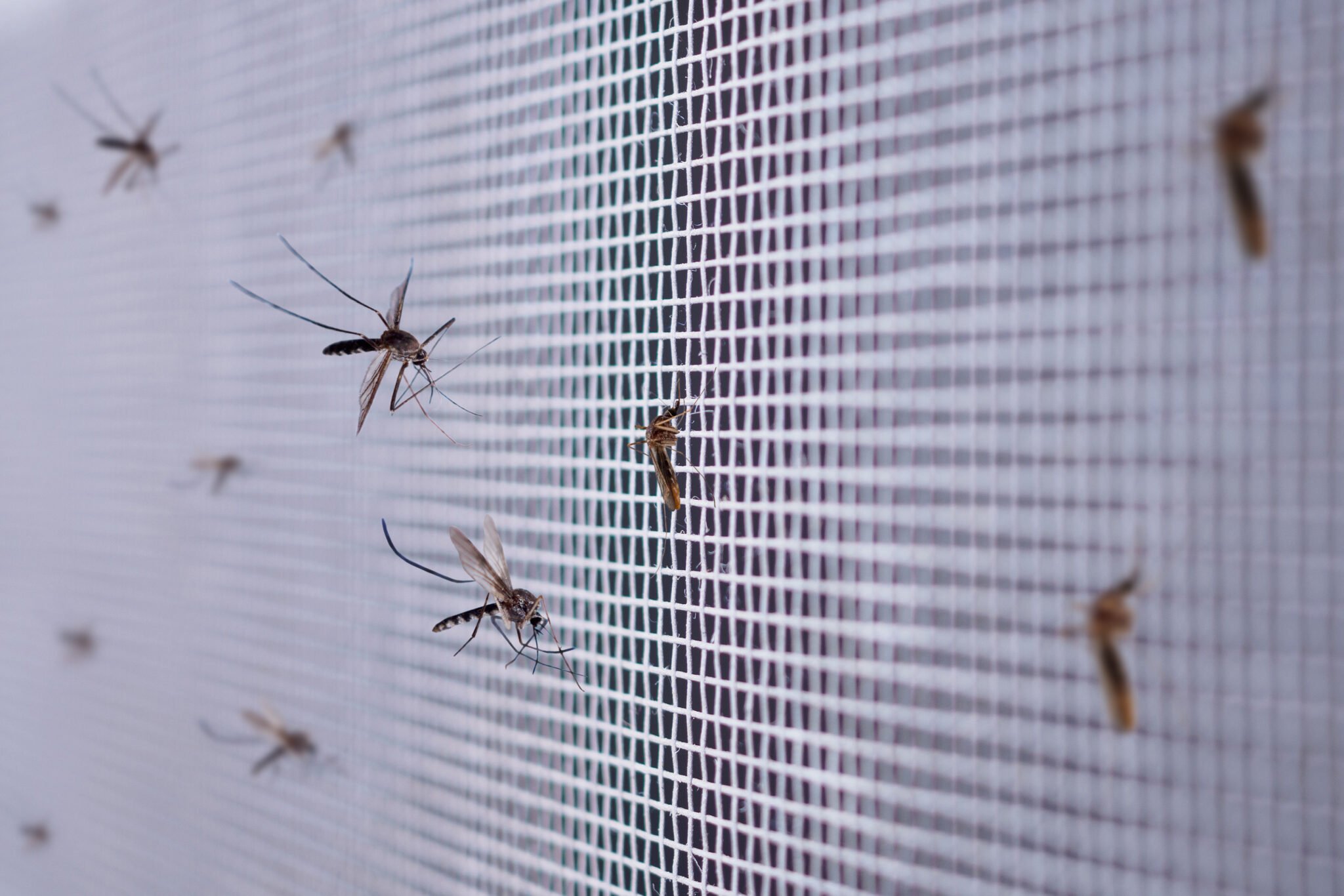 mosquito net dining room